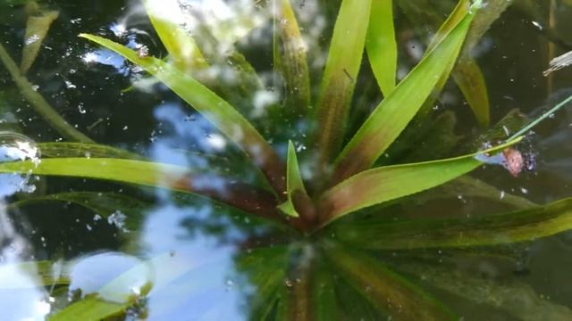 Водное алоэ - ЗИМУЮЩЕЕ и красивое очищающее от водорослей растение для пруда! смотреть онлайн