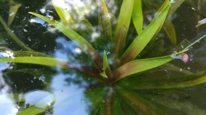 Водное алоэ - ЗИМУЮЩЕЕ и красивое очищающее от водорослей растение для пруда!