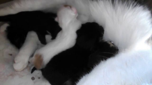 кошка кормит котят смотреть онлайн