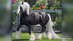 Червоня Михеич "Лав Савари 2021"Цыганская песня