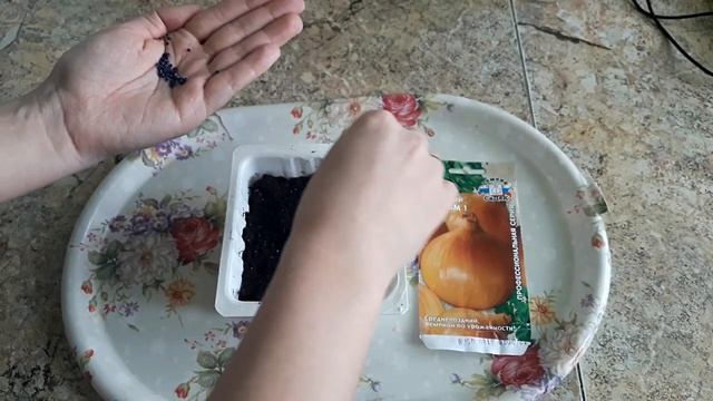 Лук репчатый выращивание  рассады сорт для выращивания в однолетней культуре из семян СЕДЕК