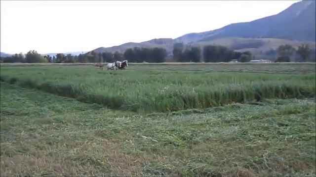 УДИВИТЕЛЬНО, Лошади заменяют Трактора! смотреть онлайн