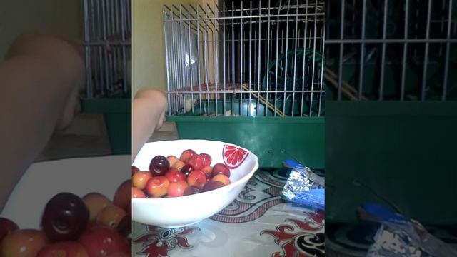 Эксперемент на Семечкай, будет ли она есть всю еду? смотреть онлайн