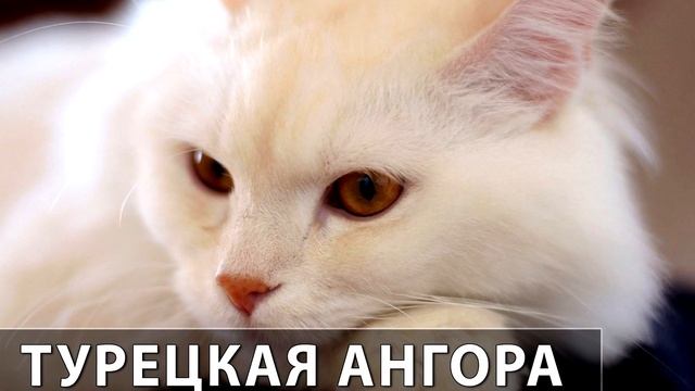 Порода кошек.Турецкая ангора. Пышная белая шерсть,и разные по цвету глаза смотреть онлайн