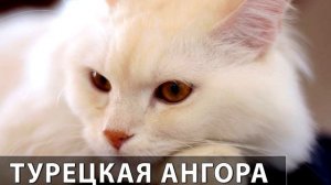 Порода кошек.Турецкая ангора. Пышная белая  шерсть,и разные по цвету глаза