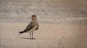 Луговая тиркушка   Glareola pratincole