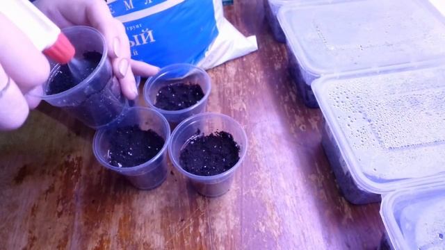 Посев бакопы БЕЗ пикировки. Бакопа из семян