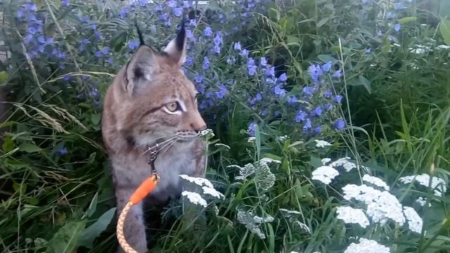 Василиса прекрасная в цветах))) смотреть онлайн