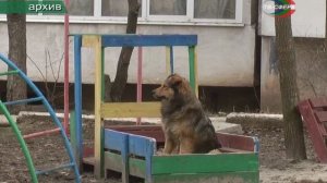 Бездомные стаи собак. Куда жаловаться?