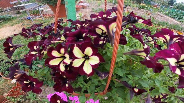 Фузариоз на петунии. Как и чем вылечить петунию от фузариоза. Мой опыт смотреть онлайн