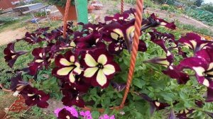 Фузариоз на петунии. Как и чем вылечить петунию от фузариоза. Мой опыт