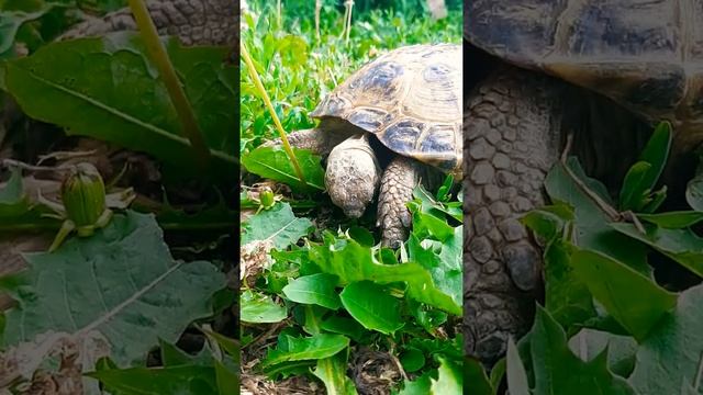 Сухопутная черепаха кушает траву. land tortoise eating grass. #shorts  #черепахи