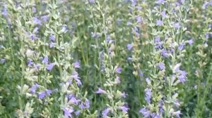 Иссоп лекарственный. Вылечим любой кашель.