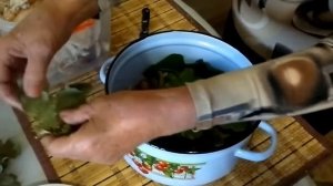 Засолка опят без варки