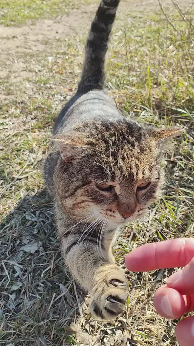 КОТ МЕСТНЫЙ РЫБОЛОВ😺ГОТОВ ПАЛЕЦ ОТКУСИТЬ🤣