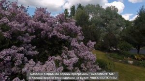 Карликовая сирень, декоративная калина, Лока и др. ☺