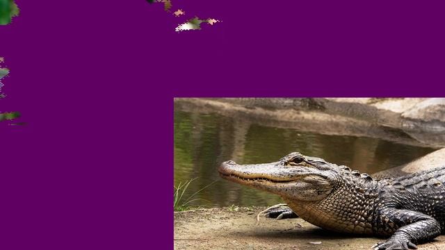 Учим и отгадываем диких животных с детьми | Проверим твои знания диких животных | Умняха смотреть онлайн