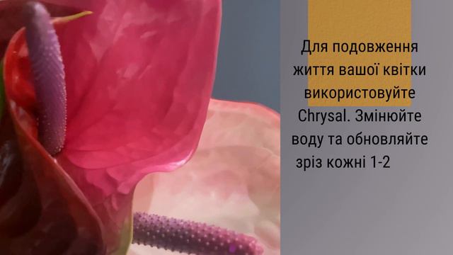 Як доглядати за антуріумом? Всі секрети у відео!