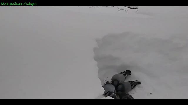 Как я делала тропинку к голубям? Сколько прилетело голубей сегодня? смотреть онлайн