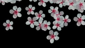 Футажи для видео (падающие цветы хромокей)