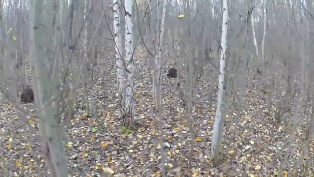 Охота на осеннего вальдшнепа с легавыми. Сезон 2017 смотреть онлайн