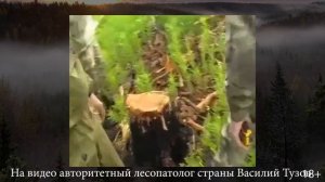 Чёрные лесорубы посадили министра Шеверду. Беспредел в Иркутской области