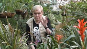 Бромелиевые. Бильбергия — выращивание и уход в домашних условиях.