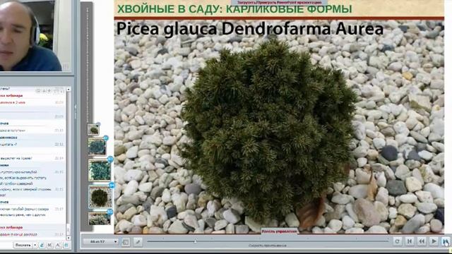 Вебинар Александра Верещака "Хвойные растения", ч. 4 смотреть онлайн
