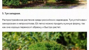 Какие красивые деревья стоит выращивать в своем саду