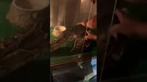 как кормить тигрового питона