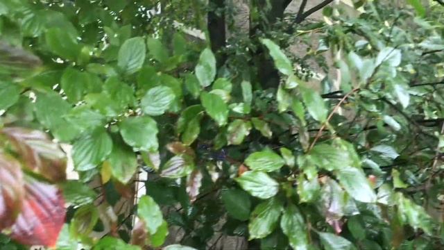 ОСЕННИЕ ЛИСТЬЯ ДЛЯ ПОДЕЛОК смотреть онлайн