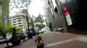 "СОБАКА  - КУСАКА". Музыка, стихи и исполнение Наташи Вабсон.