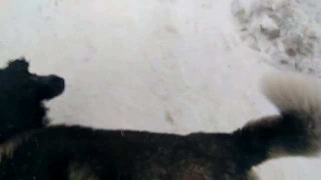 Вне охоты!!!Хаски,спаниель, ДЕТИ!!! смотреть онлайн