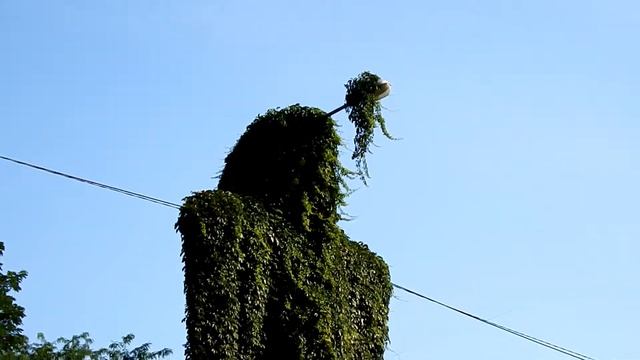 Дикий, девичий виноград. Фитоформы Одессы./ Wild, girlish grapes. Phytoforms of Odessa. смотреть онлайн