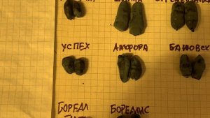 Коллекция сортов жимолости. Сравнение размеров ягод 16.06.21