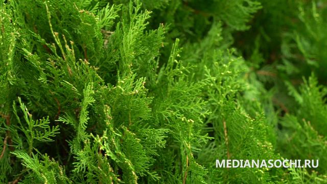 24 ноября 2018 года. Сочи. 4K. смотреть онлайн