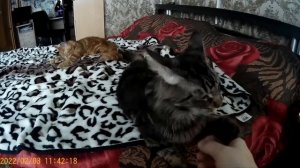 Мейн кун выполняет команды.