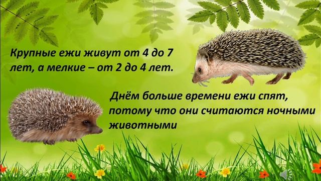 "Большие загадки маленького Ёжика". Яковлева Т. А. 2023 смотреть онлайн