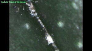 ?Клещ на орхидеях и методы борьбы с ним.? Под микроскопом ?