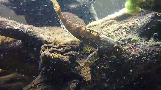 Подкаменщики смотреть онлайн