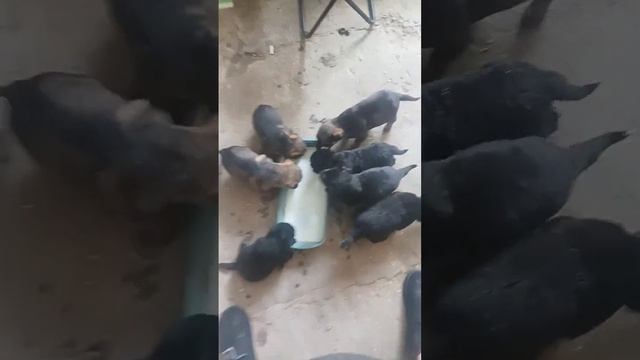 Puppies first feeding Первое кормление щенят без мамы.