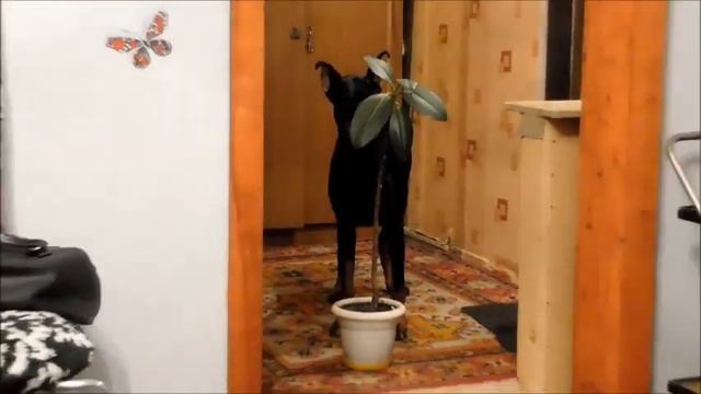 Доберман играет в прятки )) смотреть онлайн