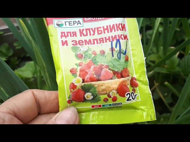 И ещё два сюжета о подкормке ягоды.