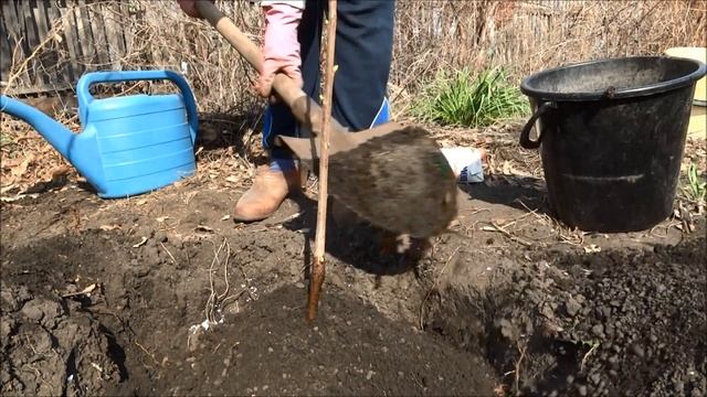 Весенняя посадка вишни: как правильно посадить вишню весной. смотреть онлайн