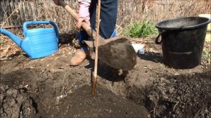 Весенняя посадка вишни: как правильно посадить вишню весной.