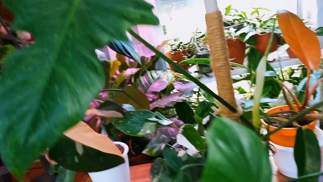 ??Как растут мои вариегатные филодендроны без досветки. Как пережили зиму. смотреть онлайн