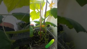Выращивание огурцов в домашних условиях, зимой.
