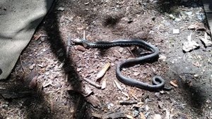 Огромную ГАДЮКУ кот принёс во двор...