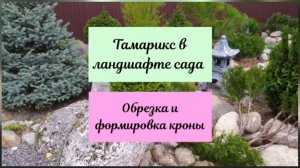 Тамарикс в ландшафте сада.Обрезка и формировка кроны.