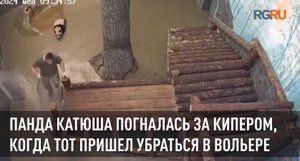 Панда Катюша погналась за кипером, когда тот пришел убраться в вольере